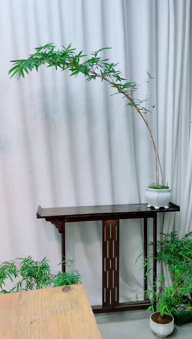 【闪购商品】竹子盆景竹子盆景