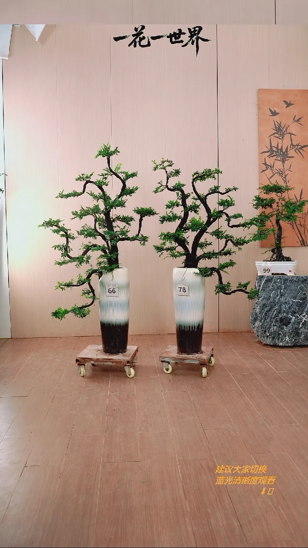 无花朵杨*柏【闪购链接】66号链接