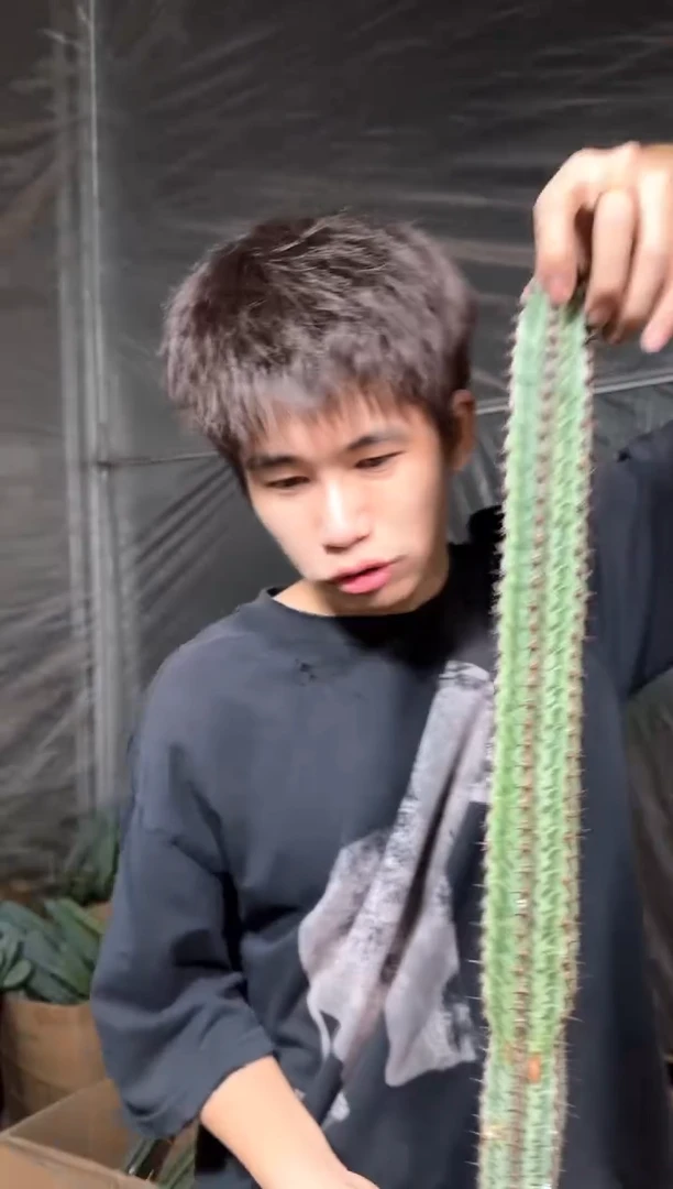 高30-50cm 斑马柱【无根】