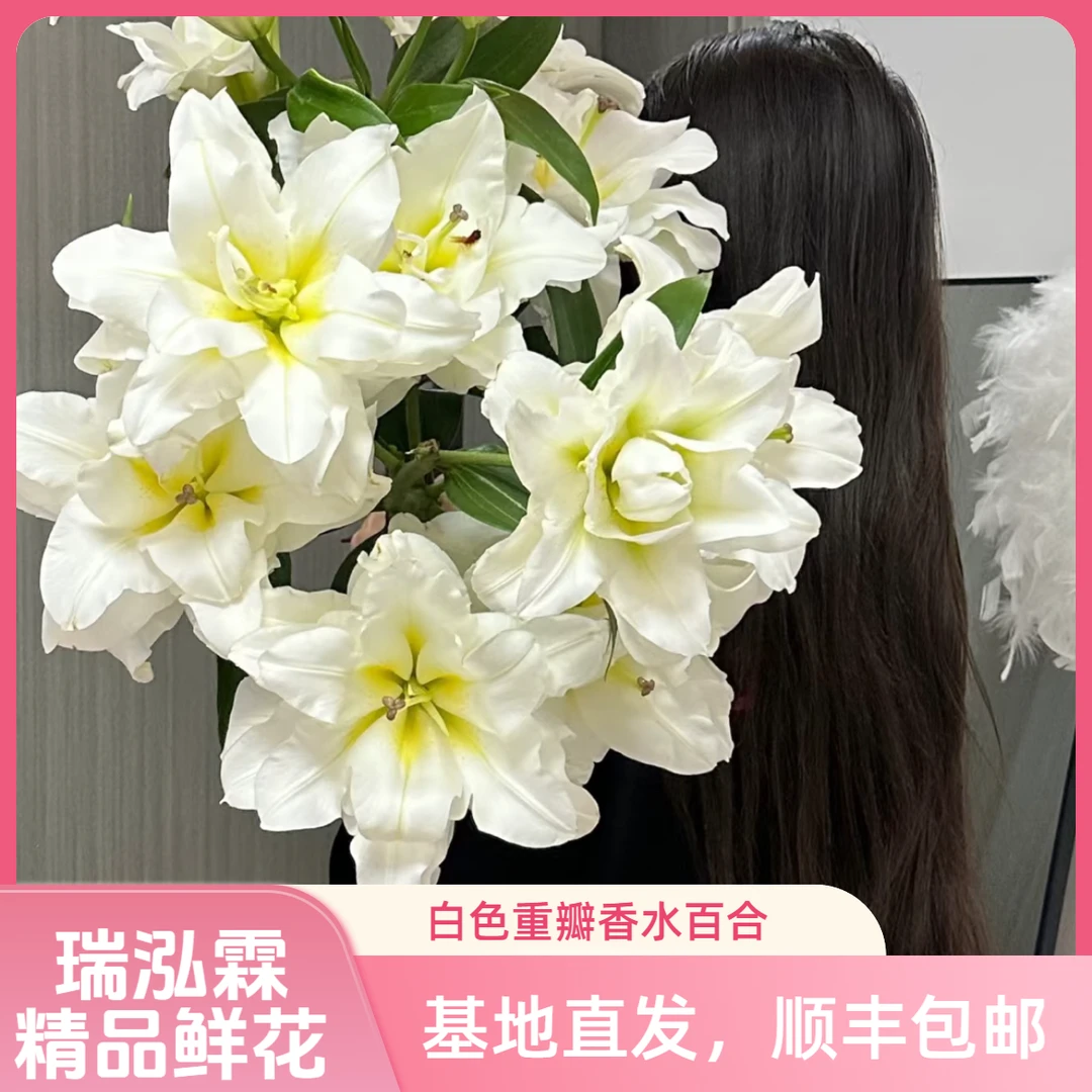 A AA级(暴风雪)白色重瓣百合东北鲜花原产地直发鲜花顺丰包邮