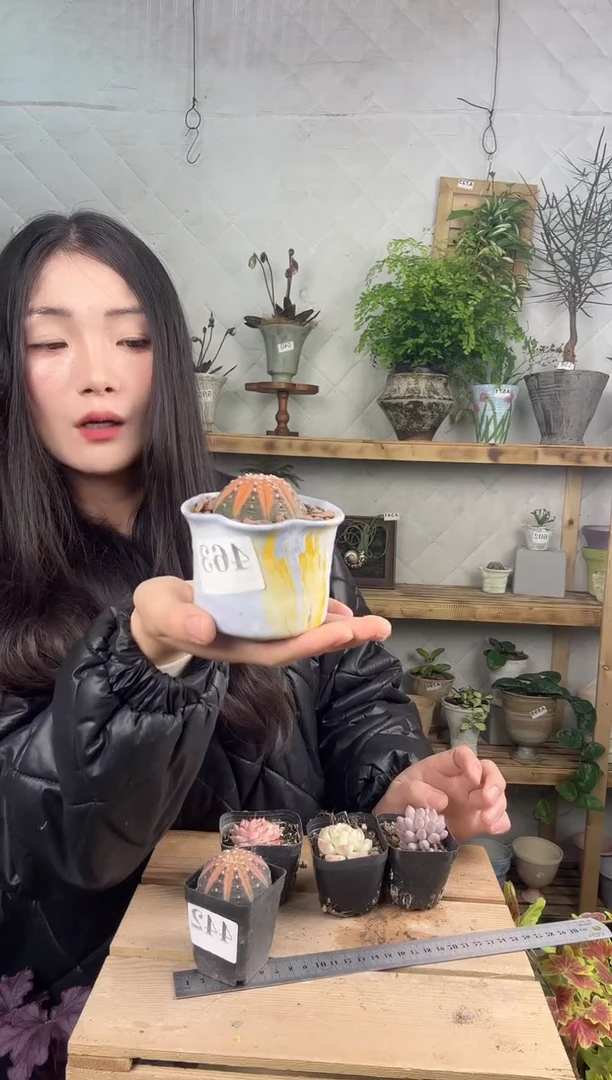 无花朵463拉根锦加盆一套