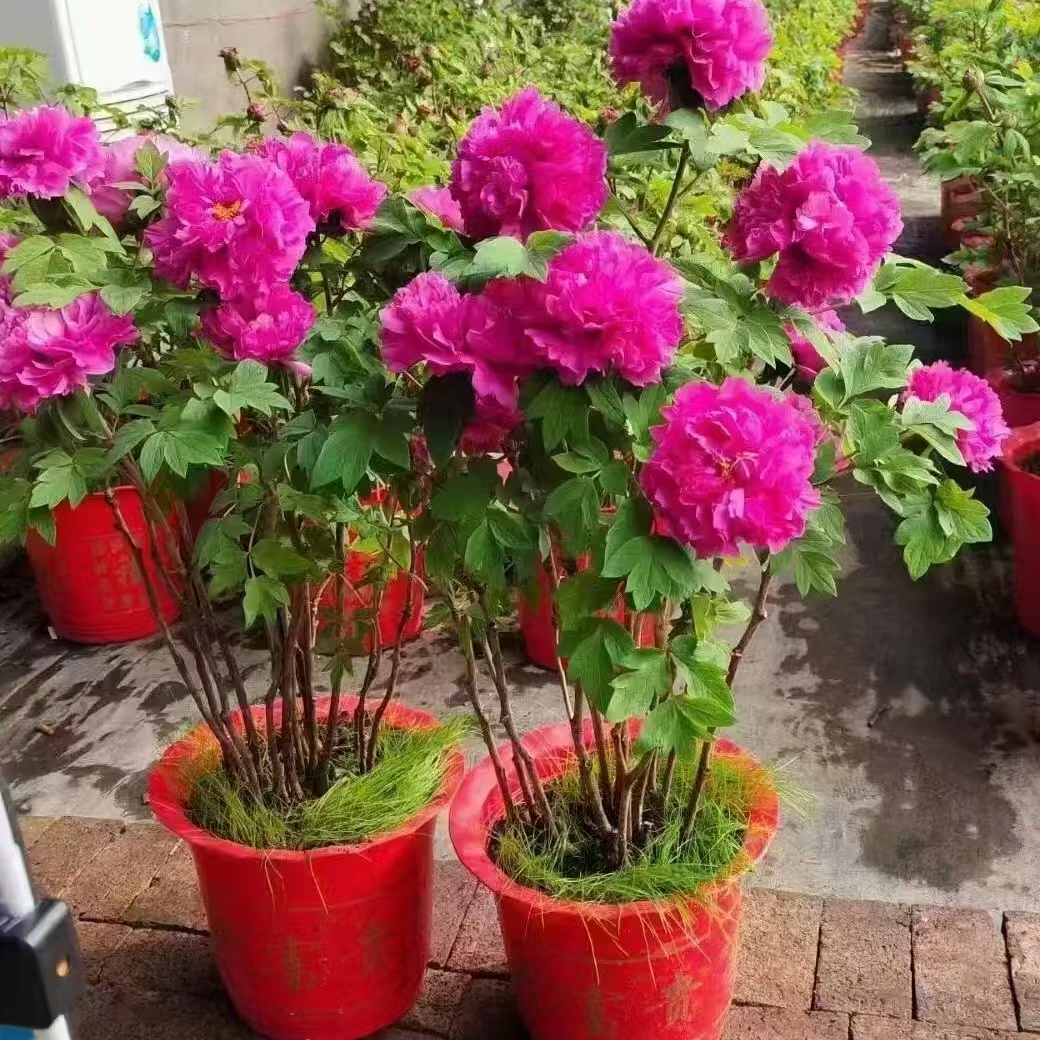 菏泽催花牡丹年宵花盆带花苞基地直发鲜花牡丹、芍药、鲜切花、盆栽