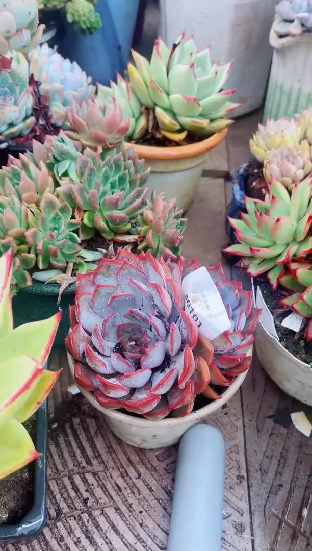 30101多肉植物一物一拍