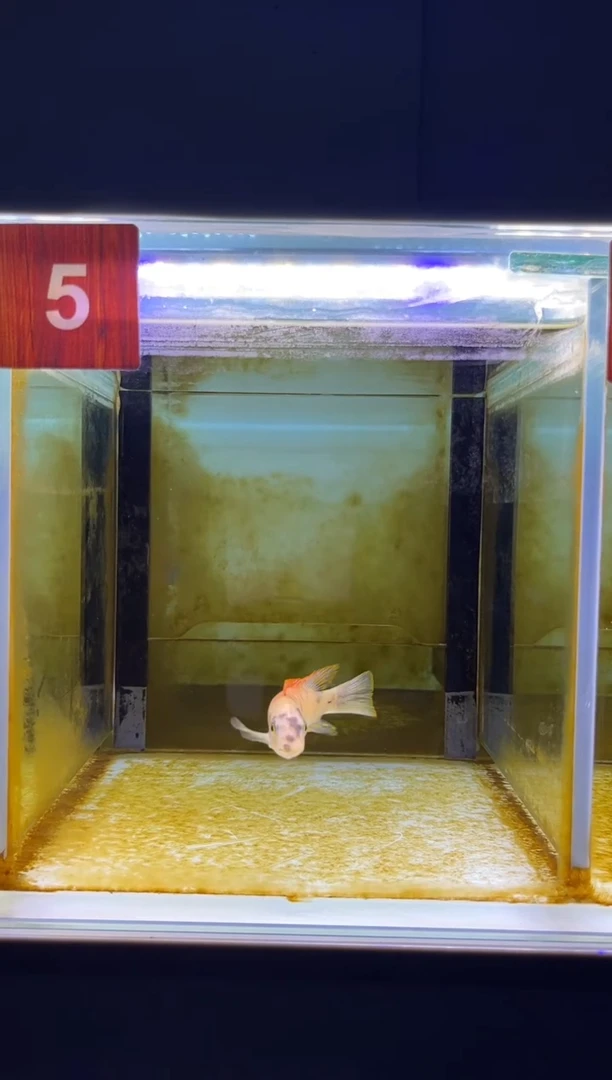 海水鱼三湖慈鲷人工
