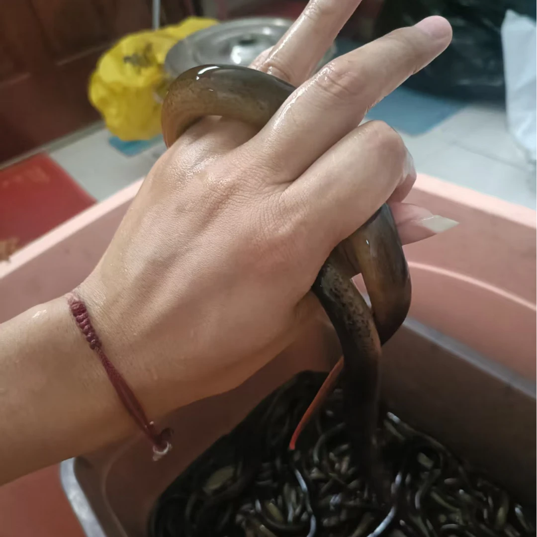 苏北野生黄鳝0.8--1.2两蟠龙鳝