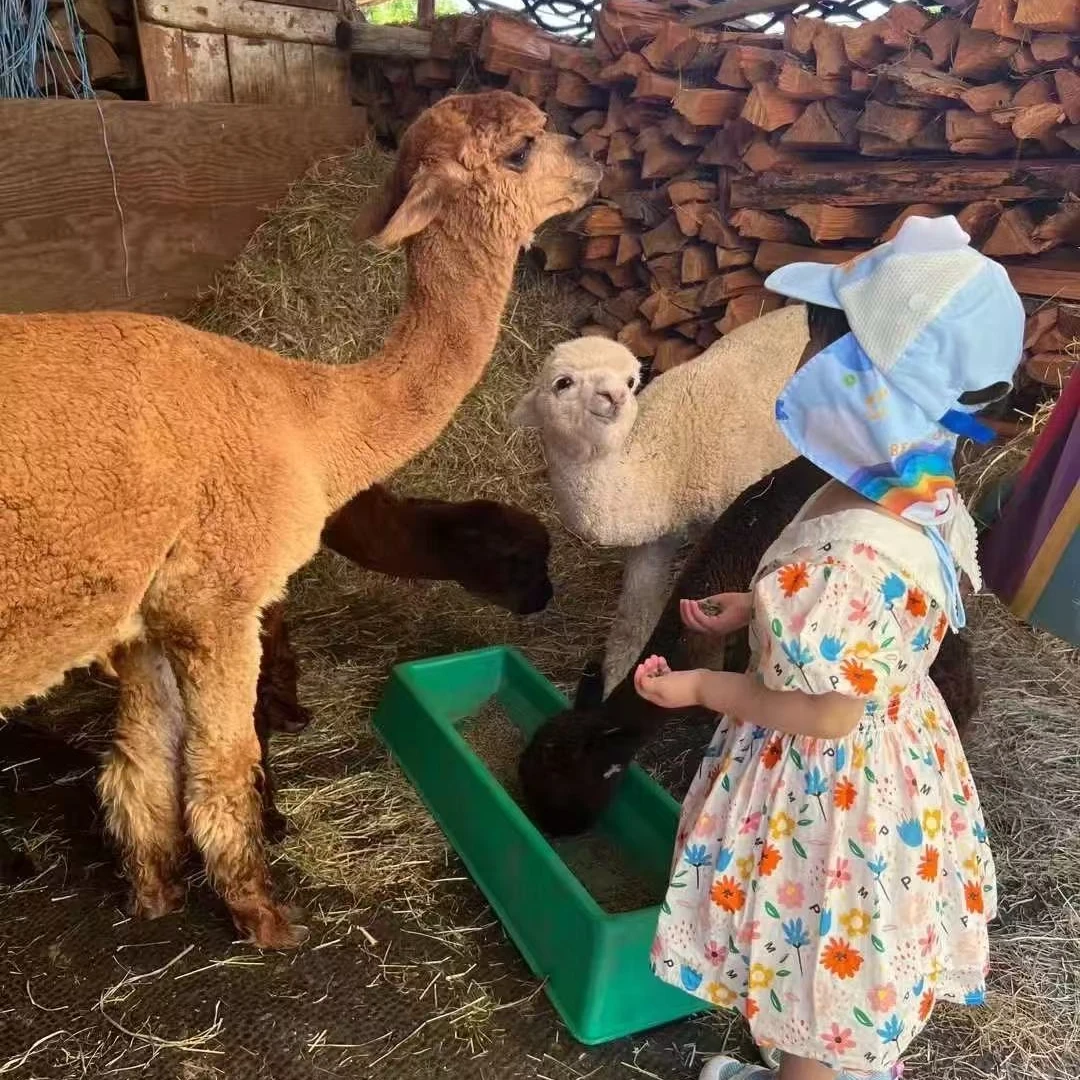 【2Z59】童装连衣裙