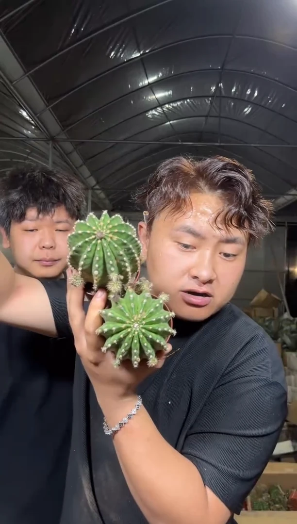 2颗 6-8cm 浓桃筋【带根】