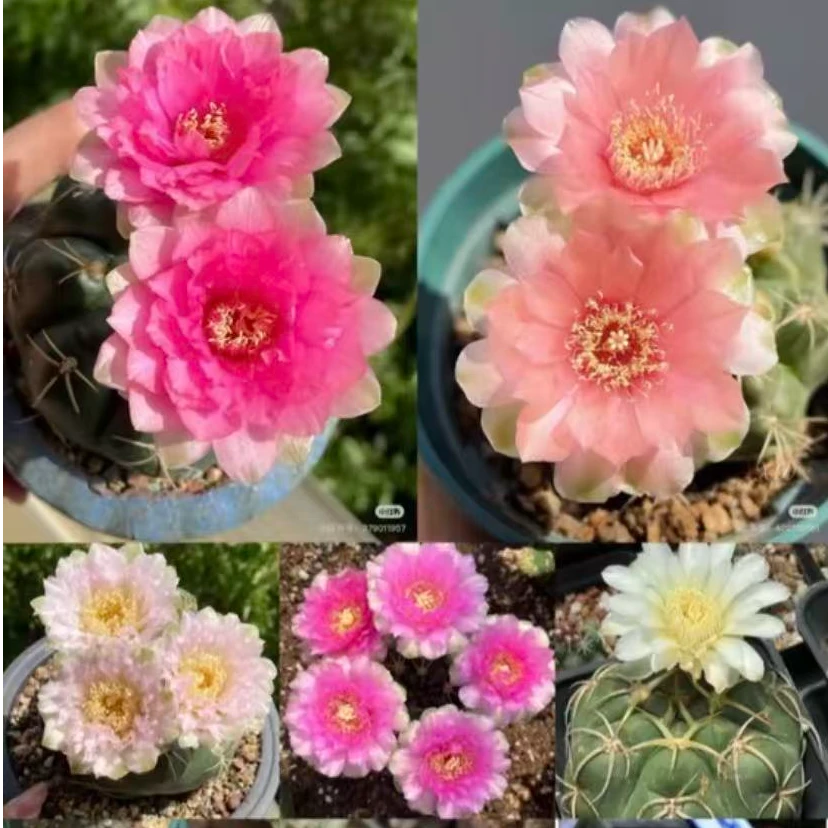 新货白杯海王带刺冠幅8-10cm1颗 脱土发货