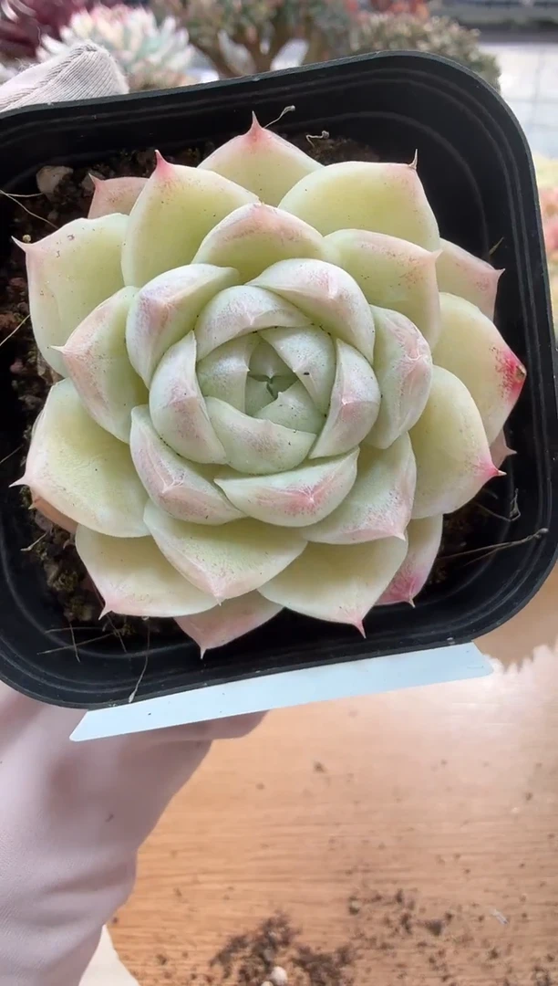 东云多肉园二店-112