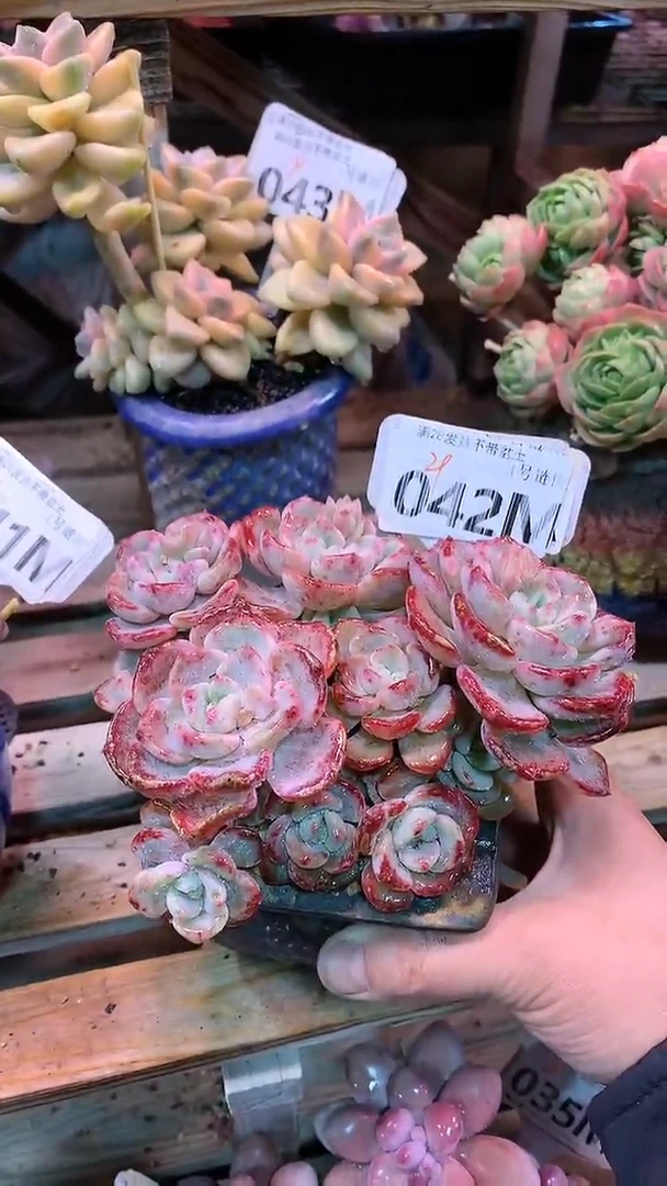【闪购商品】042MMM
