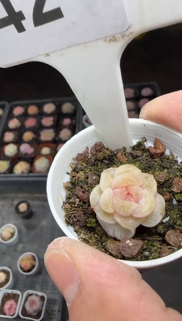 【闪购商品】一物一拍0217—42