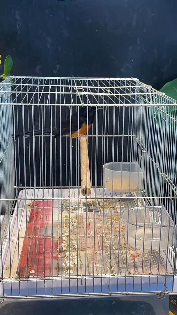 虎皮鹦鹉65号长尾养笼0元起拍