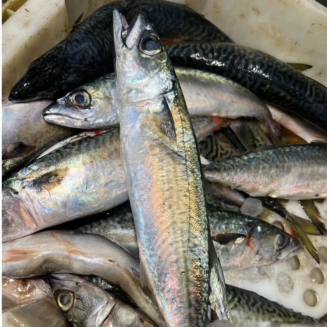 [现挑]舟山本港新鲜青占鱼青花鱼.