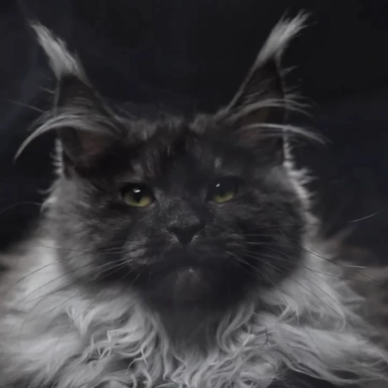 烟灰色缅因猫 4535弟弟—大天使缅因猫舍