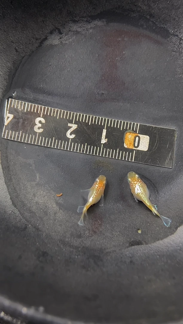 青鳉鱼14号黄金万两·