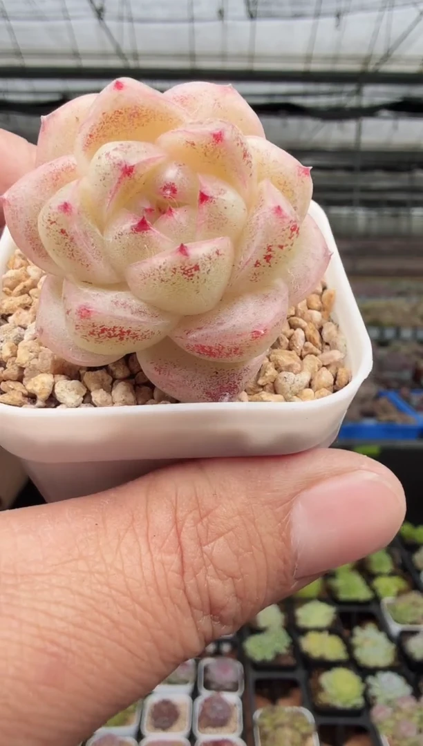 东云多肉园新款-125