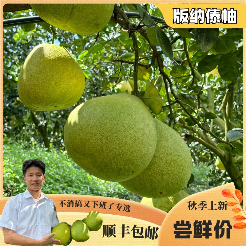 云南西双版纳傣柚新鲜现摘当季时令水果