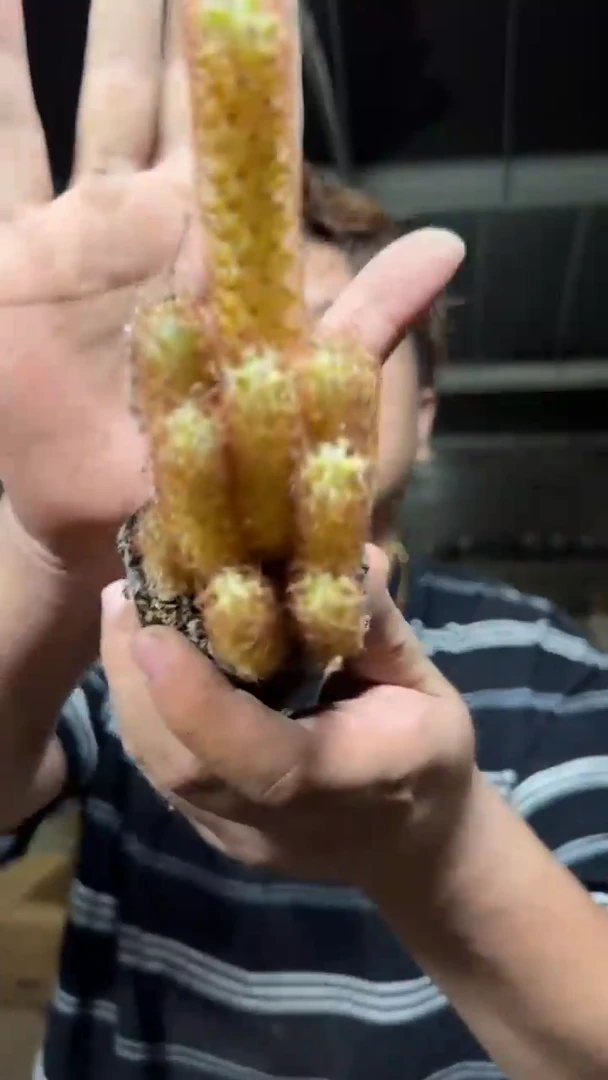 5颗 金手指【带根】