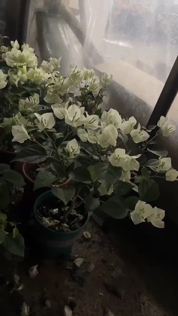 完全开放两单包邮，绿樱三角梅掉花不售后