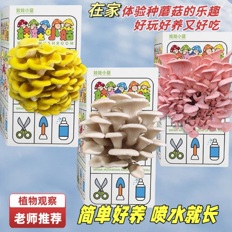 儿童种植蘑菇玩具在家种蘑菇科学小实验植物观察日记早教益智玩具