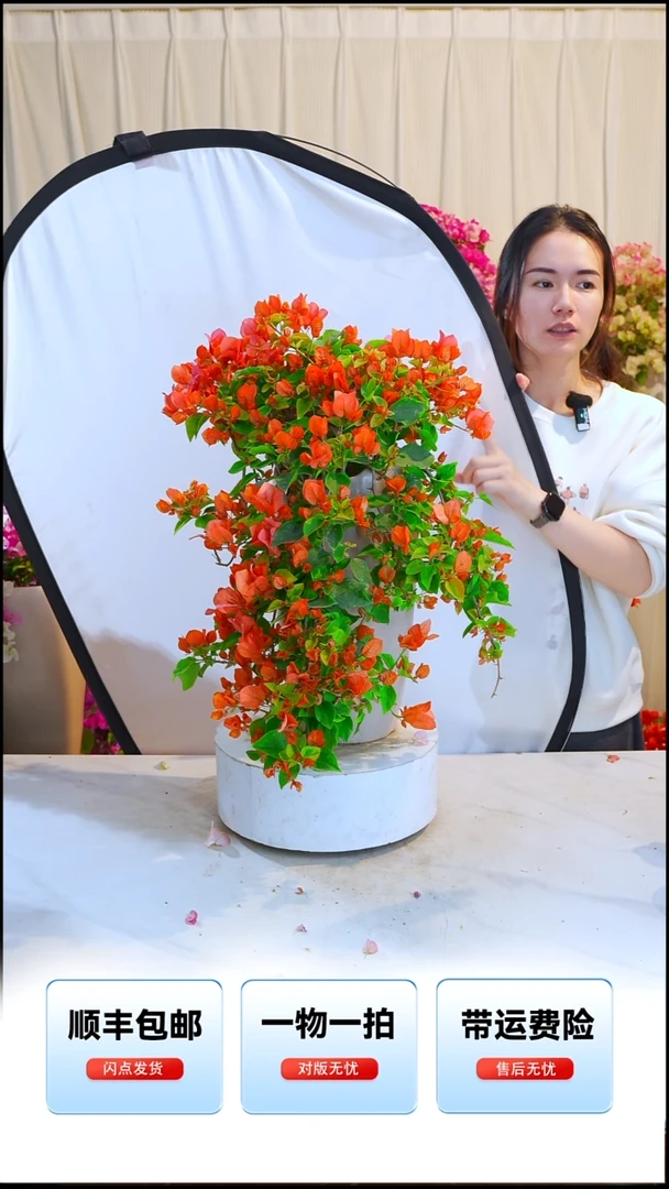 大部分开放少量花苞橙色精彩