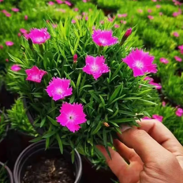 欧石竹四季开花草坪耐寒花苗盆栽室内外花园花坛庭院宿根绿化好养