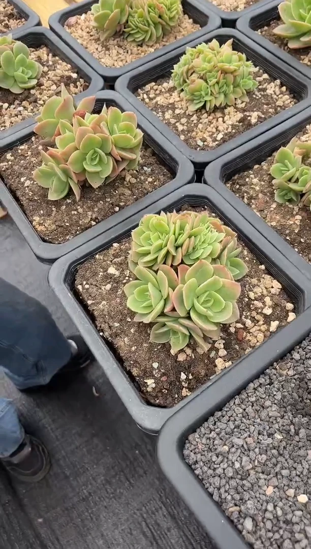 星娜塔缀化多肉植物