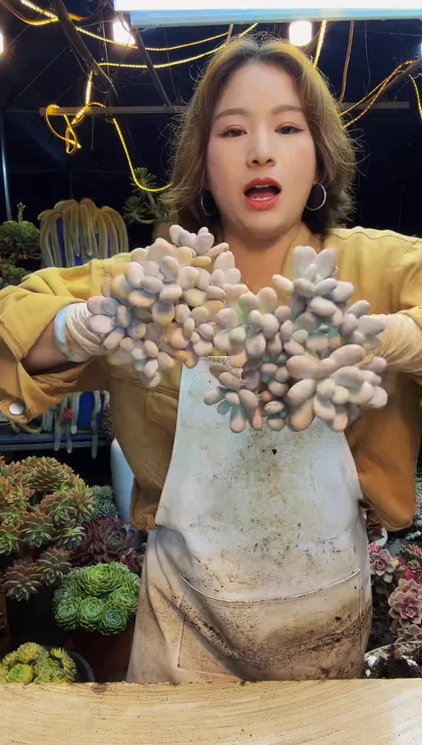 原始奶2颗一物一拍脱土包邮