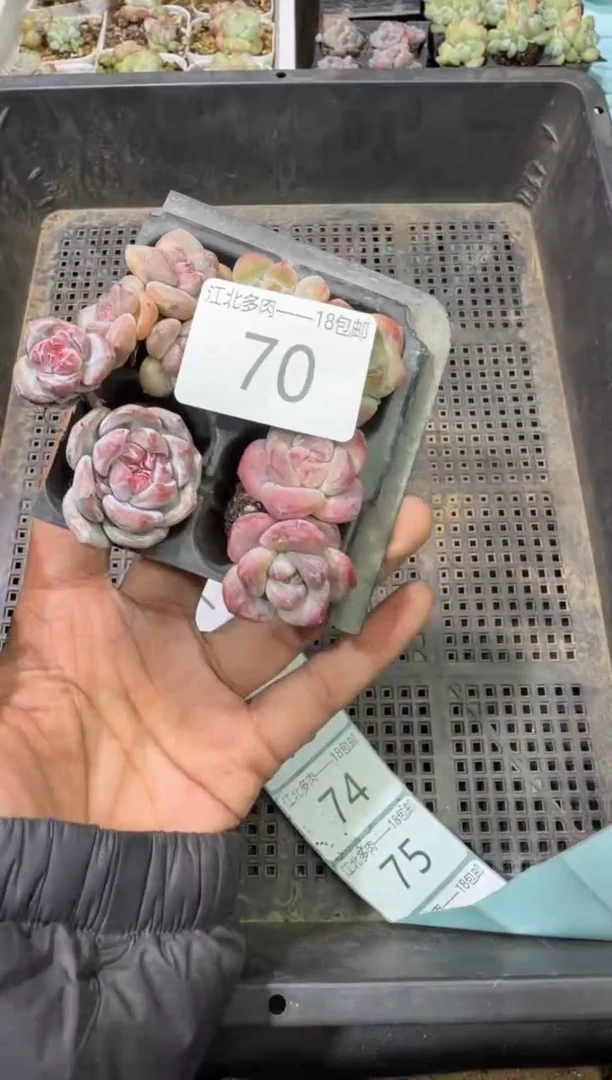 70号江北多肉-到手一筐
