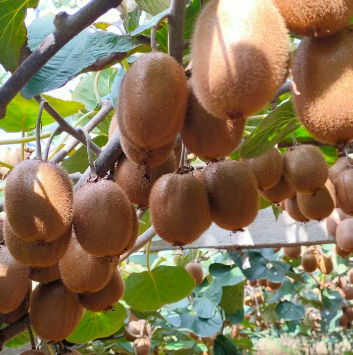 正宗陕西眉县徐香猕猴桃陕西特产水果果园现摘野生直发