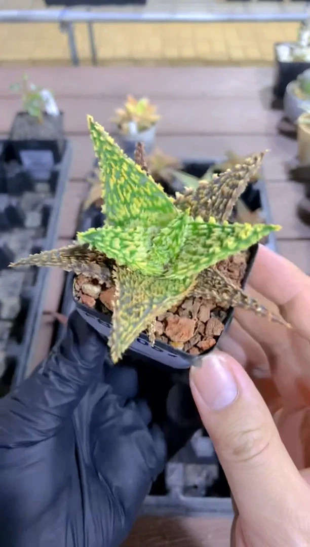 【闪购商品】园艺芦荟FB-3067