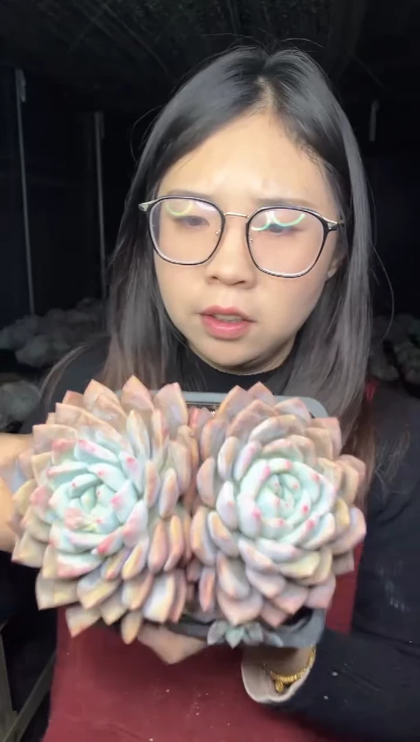 【闪购商品】51-双头奥普橙带盆土22