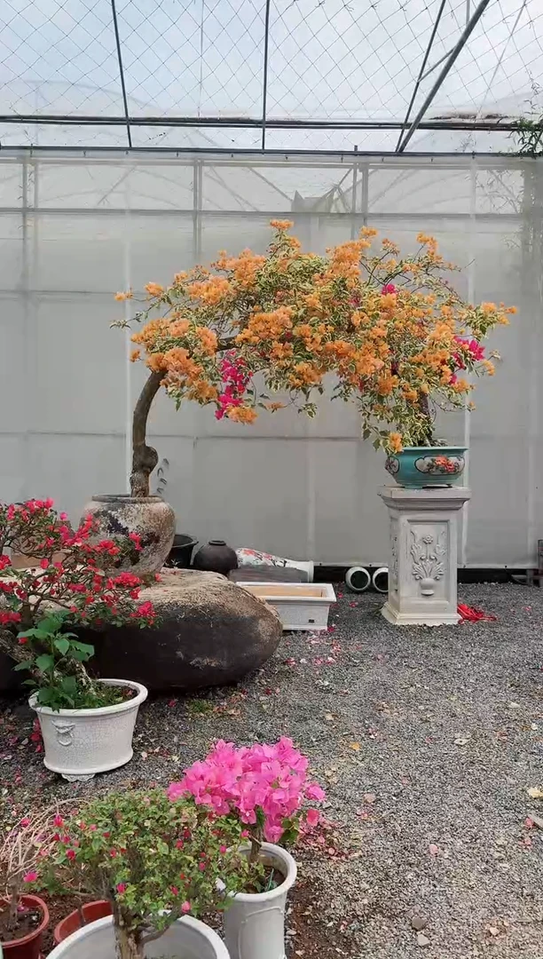 无花朵L**y三角梅三角梅三角梅