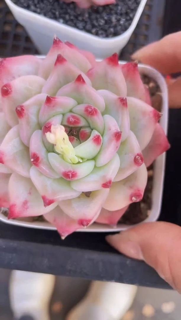 【闪购商品】080AK玛丽亚多肉