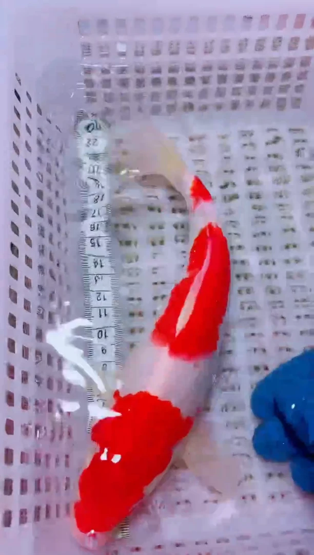 锦鲤血统锦鲤全场包邮134