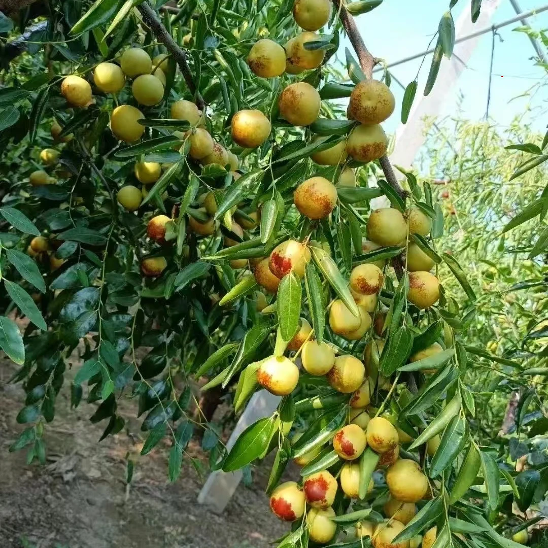 【枣树苗】冰糖枣蟠枣龙蟠枣葫芦枣冬枣大果耐寒脆甜水果树苗