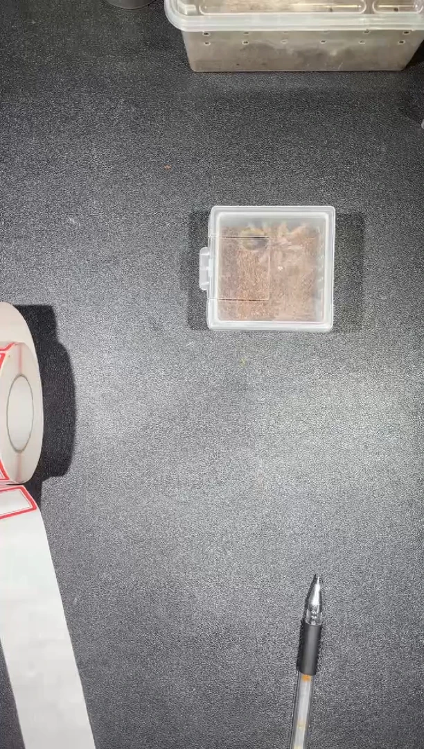跳蛛火玫瑰4-5cm小母一只