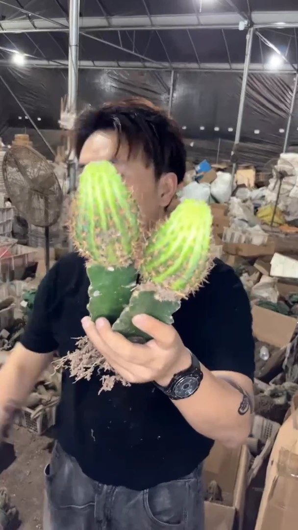 2颗 桃夭 丽花【徒长】嫁接