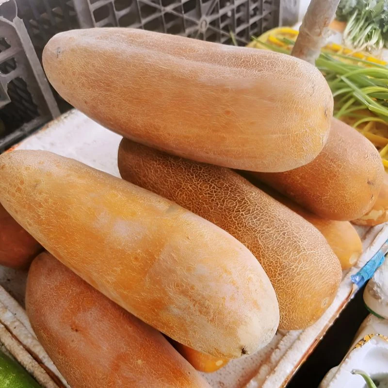 乔家坪老黄瓜  做菜煲汤  涮火锅  凉拌  口感独特包邮  现摘现发