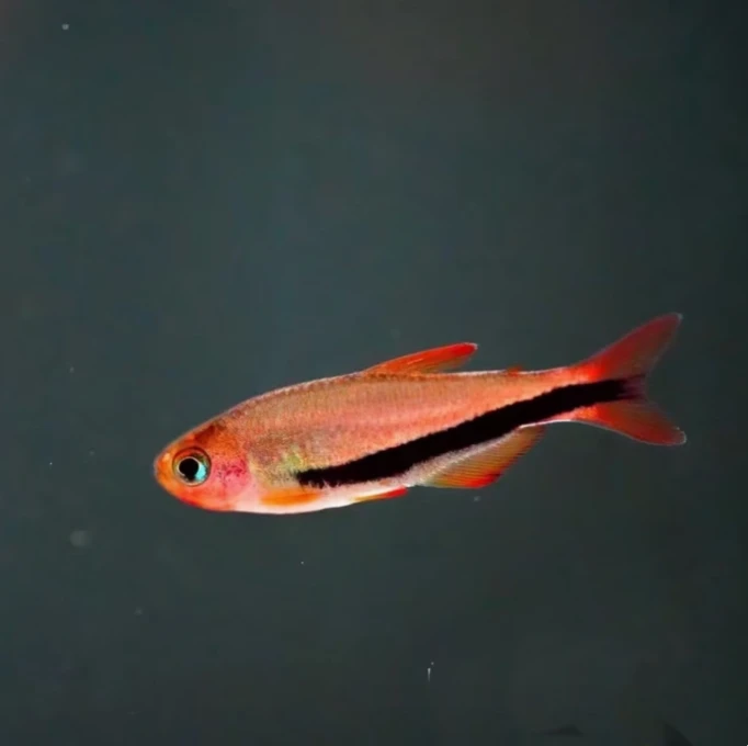 南美灯鱼包邮 黑剑dy 1条，黄dy  1条