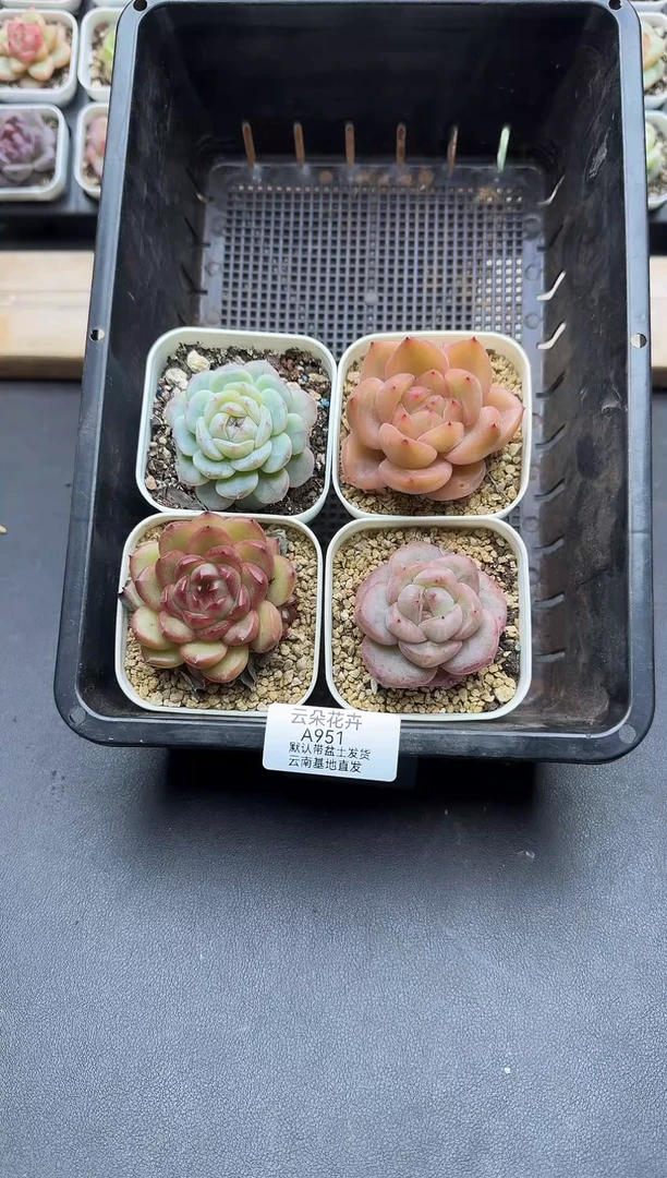 珍妮杂交多肉A16.8