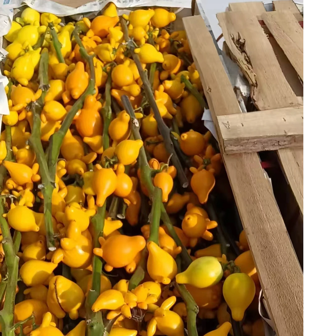 广西五代果黄金果小猪佩奇果室内观果植物室内观赏鲜花可水培植物