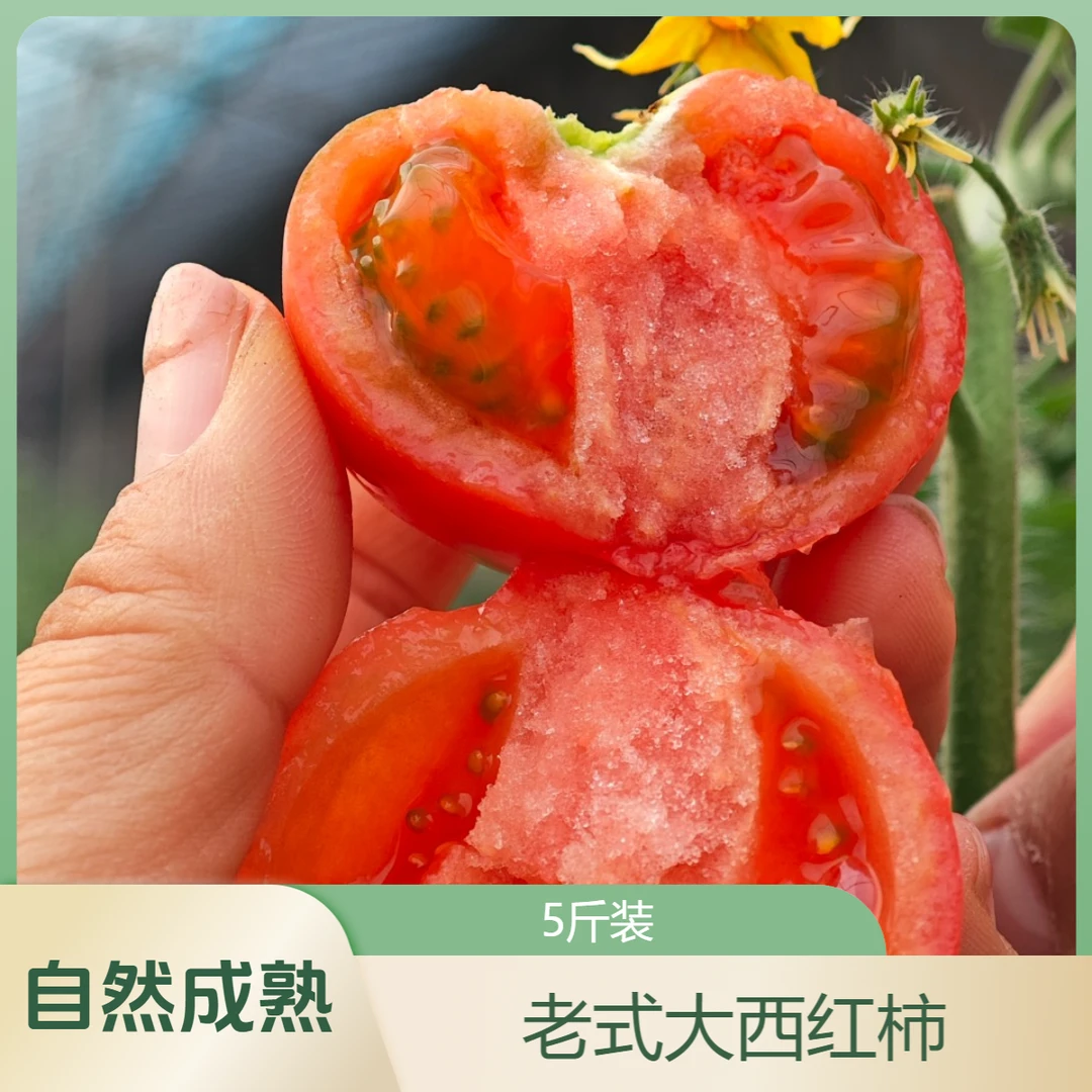 老式西红柿 铁岭 自然成熟 5斤装
