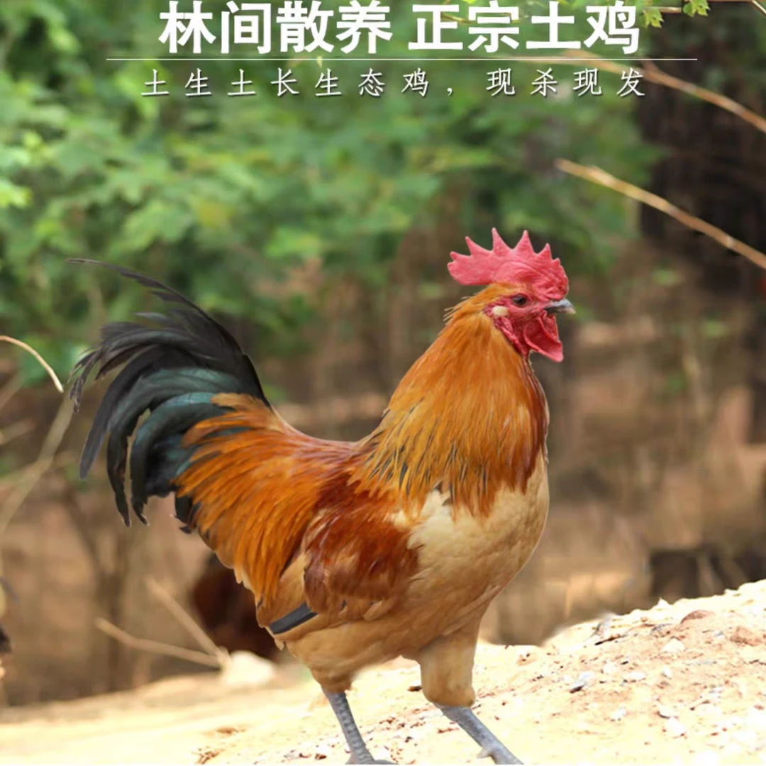 （黑凤鸡王）两只黑脚黑凤大公鸡＋一斤鸡胗＋2包粉条