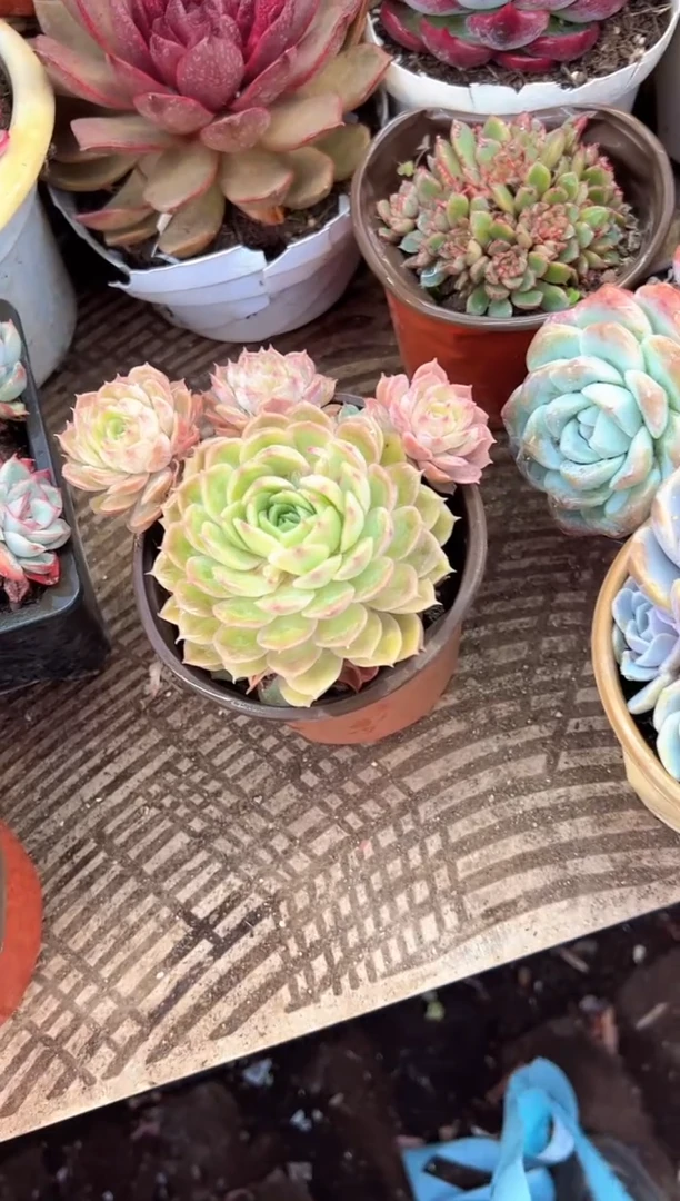 你***么多肉植物一物一拍01471