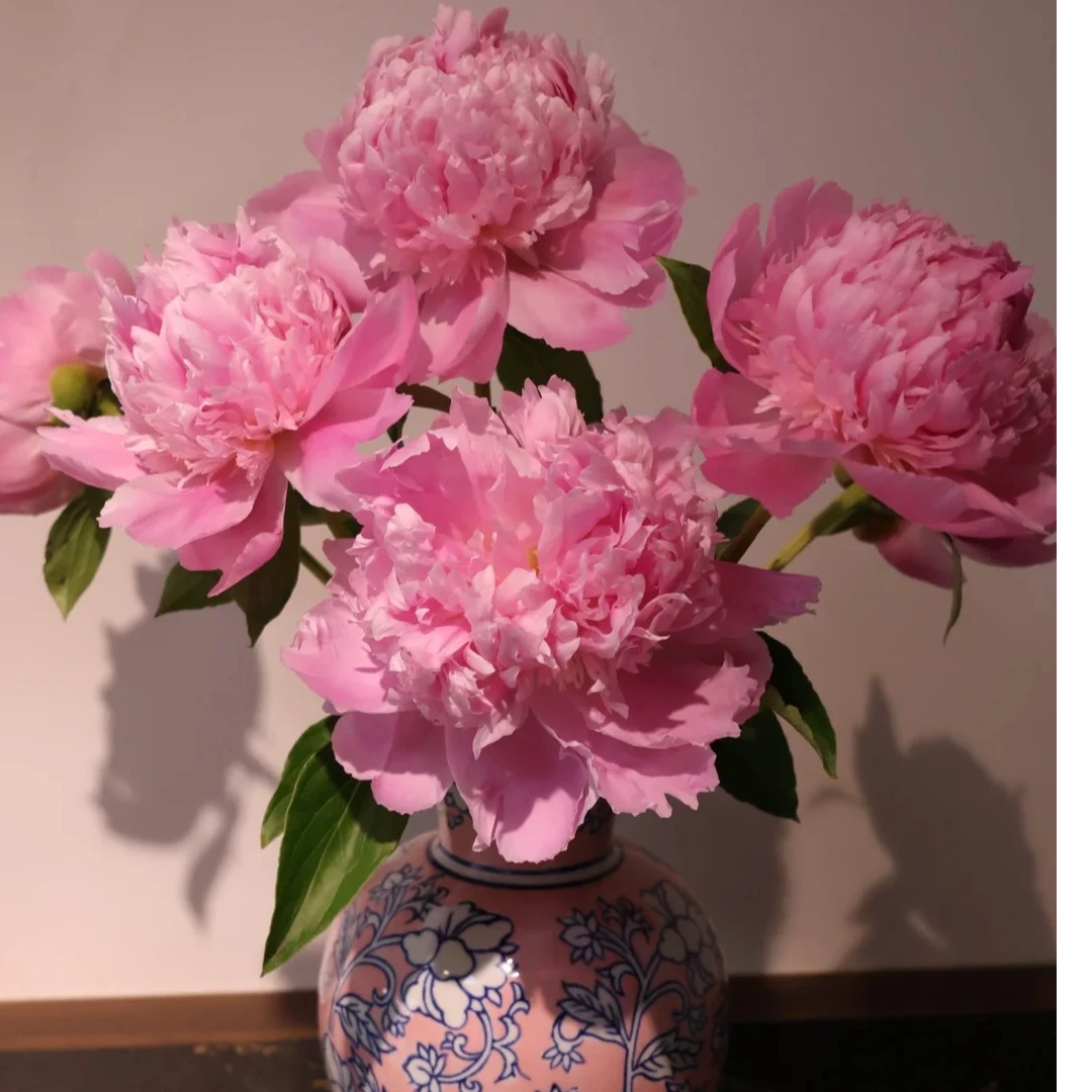 【现货-蓝富士】A级蓝富士鲜花芍药