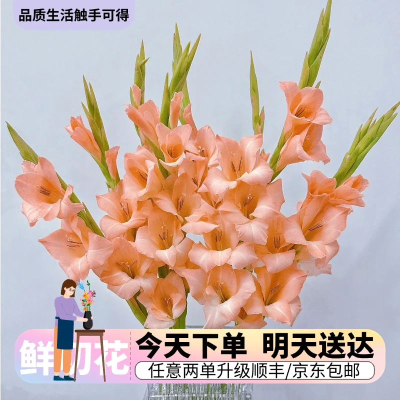 『剑兰』今日下单明日送达 生活鲜切花同城批发直播