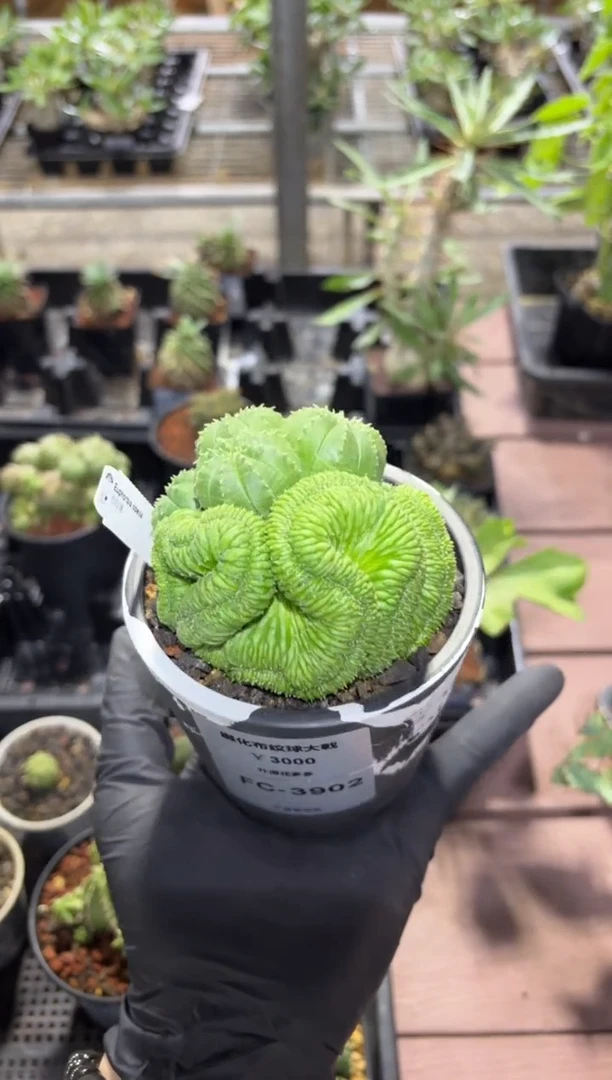 缀化布纹球大戟FC-3902