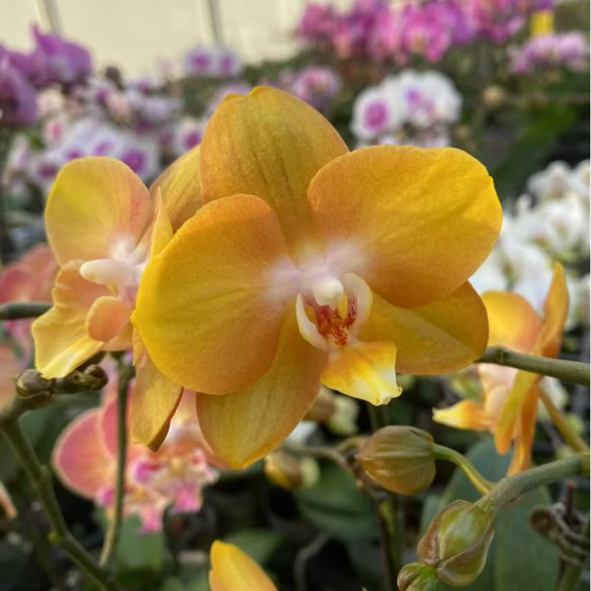 蜡纸花瓣《拉斯维加斯》古铜色蝴蝶兰网红款办公室室内盆栽