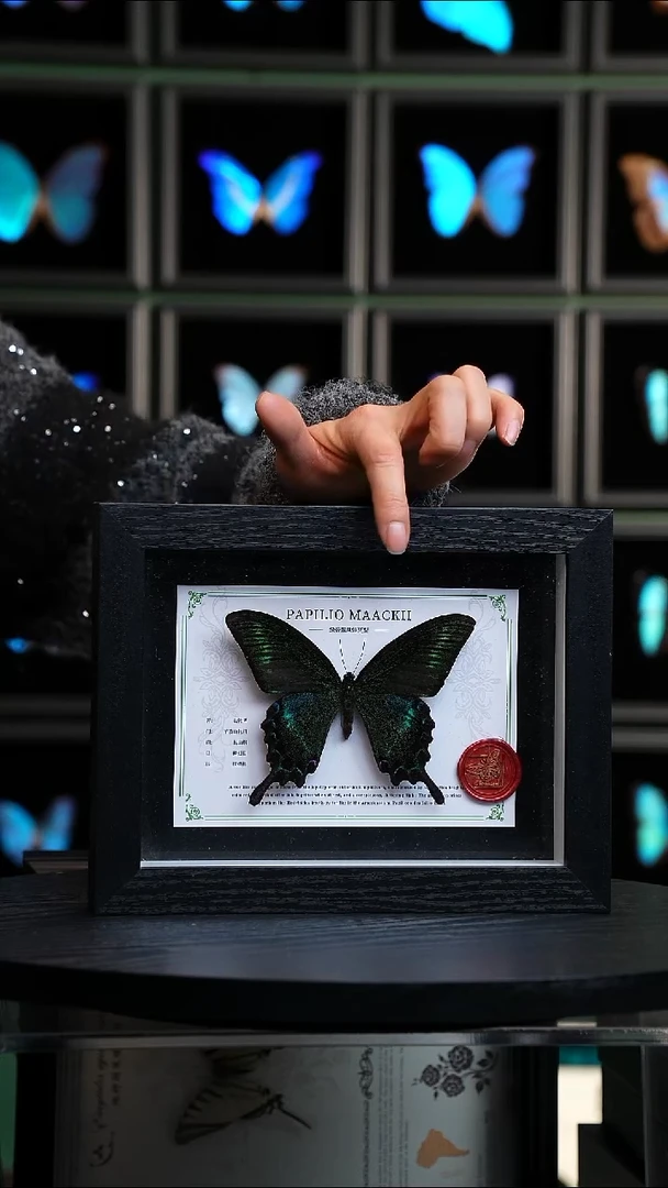 绿带翠凤蝶夏型8寸黑框国风版